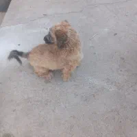 سگ پاکوتاه خشگل