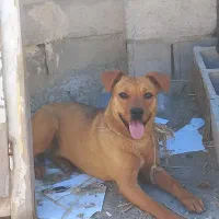سگ پیت بول