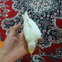 عروس هلندی سرلاکی|پرنده|رباطکریم, آدران|دیوار