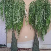دو عدد درختچه بید مجنون