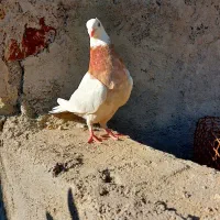 فروش  طوقی شازده|پرنده|مرودشت, شهرک بسیجیان|دیوار