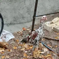 خروسلاری|حیوانات مزرعه|صائین قلعه, |دیوار