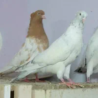 رنگی  قواره درشت کلاغ هفت رنگ دم هفت رنگ کله زرد