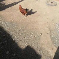 خروس جوان دو رگه