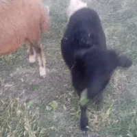 3راس‌گوسفند‌جوان‌‌حدودن‌هرکدوم‌35کیلوبه‌بالا‌|حیوانات مزرعه|مرند, |دیوار