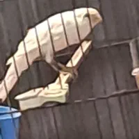 قناری نر|پرنده|شیراز, آبیاری|دیوار