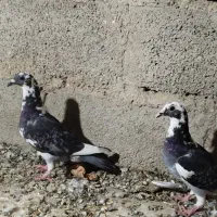 کبوتر جوانه مسافتی|پرنده|سیب و سوران, |دیوار