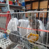 عروس هلندی|پرنده|مشهد, چهارچشمه|دیوار