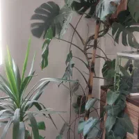 گل برگ انجیری بزرگ