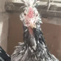 مرغ گلین