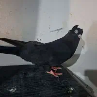 زاغ معاوضه با یک جفت پلاکی در سامانه