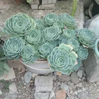 گل درسایزمختلف