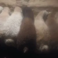 بره قوچ های درجه یک