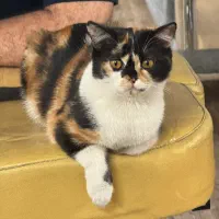 گربه بریتیش پنج ماه و نیم نر و ماده|گربه|تهران, جوانمردان (اندیشه)|دیوار