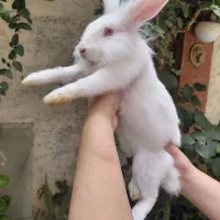 بچه خرگوش دستی