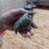 پرنده مرغ عشق