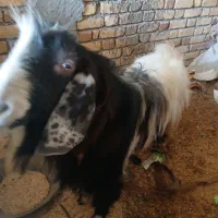 ساورین|حیوانات مزرعه|هلیلان, |دیوار