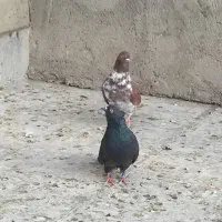 کبوتر‌پرشی|پرنده|مهربان, |دیوار