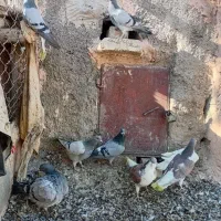 ۸ عدد پرشی|پرنده|اسفراین, |دیوار