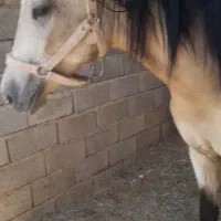 اسب ترکمن|اسب و تجهیزات اسبسواری|خلیل آباد, |دیوار