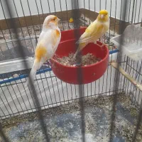 جفت قناری معامله با عروس هلندی