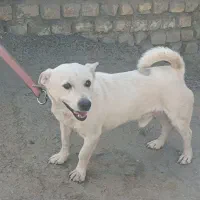 سگ اسنو|سگ|کرمان, |دیوار