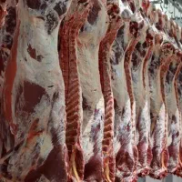 گوشت گوساله (پخش عمده)