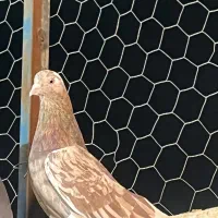 ۱۵تا کفتر عتیقه|پرنده|ری, شهید غیوری (ابن باویه)|دیوار