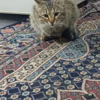 واگذاری گربه