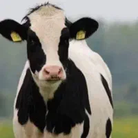 گاو