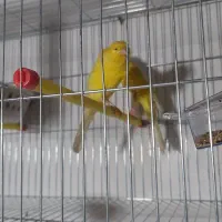 قناری رسمی بلند ورسمی|پرنده|نوشهر, |دیوار