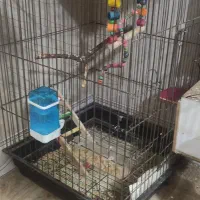 طوطی برزیلی مولد بشرط|پرنده|پاکدشت, پاکدشت (مامازند)|دیوار