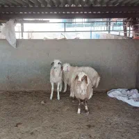 بر نر کیلو 340 بزغاله نر 310|حیوانات مزرعه|بیرجند, |دیوار