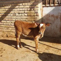 گوساله مادهجرسی|حیوانات مزرعه|ماهیدشت, |دیوار