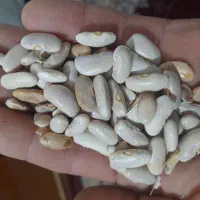 لوبیا عروس تمیز وکشاورزی اعلا|خوردنی و آشامیدنی|سجاس رود, |دیوار