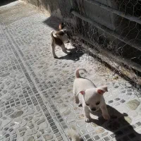 دوتاسگ شیواوا اصل نروماده مولدهمراه دوتوله