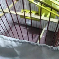 فنچ نر کینگ|پرنده|کرج, شاهین‌ویلا|دیوار