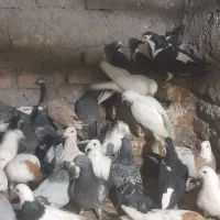 40تا کفتر به قیمت مناسب