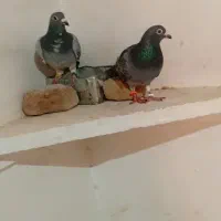 کبوتر پلاکی اصل|پرنده|اهر, |دیوار