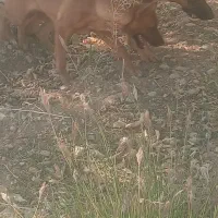 واگذاری سگ|سگ|شازند, |دیوار