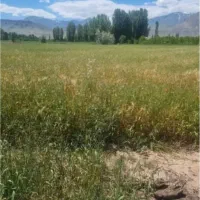 زمین|فروش زمین و ملک کلنگی|کشکسرای, |دیوار