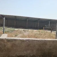 گاوداری 25 راسی 3500متری سند ششدانگ|فروش دفتر صنعتی، کشاورزی، تجاری|نیشابور, دربقاضی|دیوار