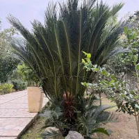 سیکاس حدودا ۹ ساله|گل و گیاه طبیعی|محمودآباد, |دیوار