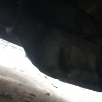 دیفر‌و‌گیربوکس‌سالم‌‌وبیصدای‌پیکان