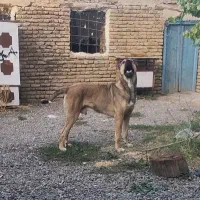 سگ سرابی ۲ ساله|سگ|محمدشهر, محمدشهر|دیوار