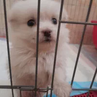 سگ پامر خرسی عروسکی با شناسنامه