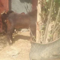 دوعدد بز پاکستانی نرو ماده|حیوانات مزرعه|دهگلان, |دیوار