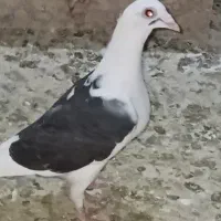 دوکت سیاه آلمانی