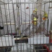 عروس هلندی مرواریدی