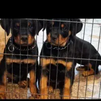 Rottweiler روتوایلر روتفایلر نگهبان دلقکی اروپایی